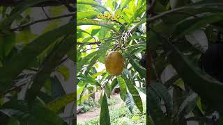 മുട്ടപ്പഴം (Egg fruit) #egg #fruit #eggfruit #pazham