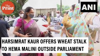 'Hema ji stands with farmers', says Harsimrat Badal as she offers wheat stalk to the BJP MP