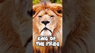 The Majestic Male Lion: King of the Pride.