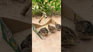 Create Amazing Trap Technique = Bird Trap #Creative Quail trap #shorts