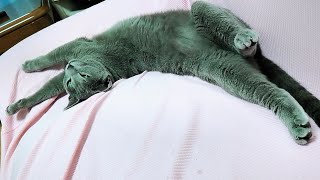 【猫動画】大好きなソファーに凄い寝相でフィットするロシアンブルー【russianblue】Russian blue sleeping on the sofa with a great sleep