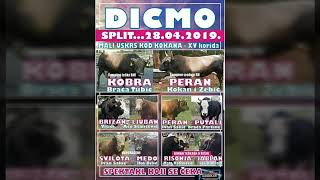 Dicmo - Kokani, najava koride..