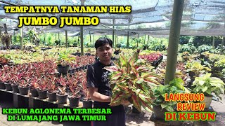 JUAL TANAMAN HIAS AGLONEMA MURAH MERIAH HARGA GROSIR