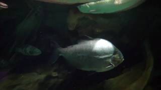 コロソマ　Black Pacu, Black-Finned Pacu, Giant Pacu,Tambaqui 　Colossoma macropomum