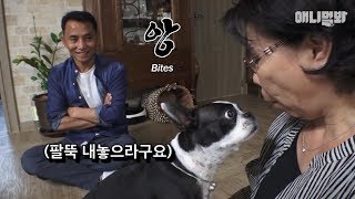 같이사는 개한테 7년동안 팔뚝착취 당한 썰이요 l Here's The Shocking Ending Of An Arm-Sucking Doggo