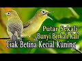 Ciak Betina Kecial Kuning Bikin Kecial Kuning Malas Bunyi Cepat Jos Gacor