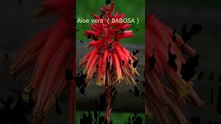 Aloe Vera  ( BABOSA )  #shorts