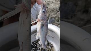 নদীর বাঘাইর মাছ। এই মাত্র মারা তাজা মাছ । #fish #fishing #fishinglife #fishingvideo #river #short