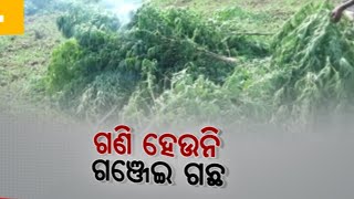 Excise Department Cuts Ganja Cultivated Plants In Puri