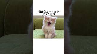 猫に関する雑学　　　　          　#shorts