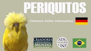 Criadouro Wellensittische Clemenskeller  - Periquito