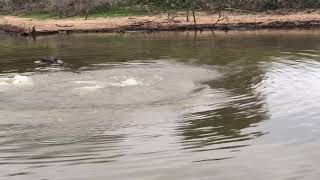 Hippo jumping