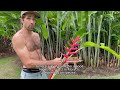 harvesting heliconia secrets to longer lasting tropical flowers