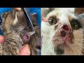 Huge botfly larvae maggots removal from Cat's eyes And neck