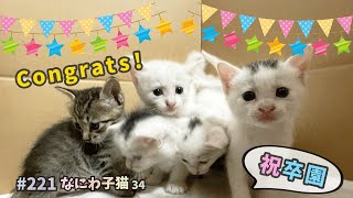 34旅立ちの日・ずっとのおうちへ 🎉 うぶちゃん✨【なにわ・猛暑の屋根裏で子猫保護】five kittens protected in the attic