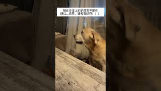 结芬、请和我结芬 我的萌宠萌宠出道计划治愈精神抚慰犬狗狗@DOU+小助手