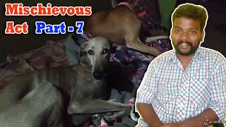 நாட்டு நாய்களின் அலப்பறைகள் | Native Dog Atrocities - Part 7