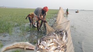 অনেক দিন পর বৃষ্টিতে গড়া জালে টেংরা ও চিংড়ি মাছ ভর্তি।। Most Popular Fishing in rainy day। Fish life