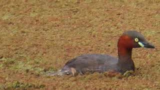 カイツブリ_185_2024.8.18..多摩川_Little Grebe_4K