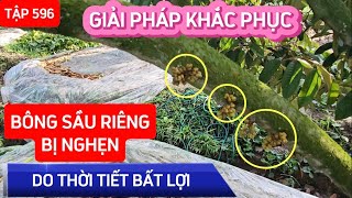 TẬP 596 GIẢI PHÁP KHẮC PHỤC BÔNG SẦU RIÊNG BỊ NGHẸN DO THỜI TIẾT BẤT LỢI