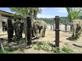 【京都市動物園 アジアゾウ】植物園からいただいたツバキを食べるゾウたち