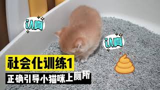 社会化训练1：正确引导小猫咪上厕所