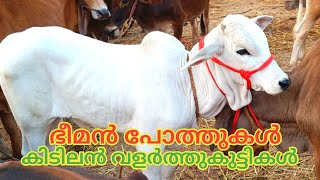 പടുകൂറ്റൻ പോത്ത് | വളർത്തുകുട്ടികൾ | Vaniyamkulam Chandha | 2023 | Buffalo | TECH AND VLOGS