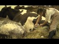 A look inside the fair's dairy barn