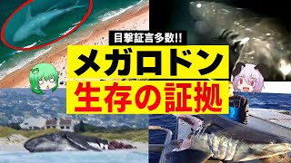 絶滅は嘘だった! ?史上最大のサメ「メガロドン」の生存説と衝撃的なその証拠【ゆっくり解説】