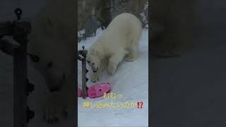 ポリタンクで遊ぶホッキョクグマゆめちゃん💓旭山動物園