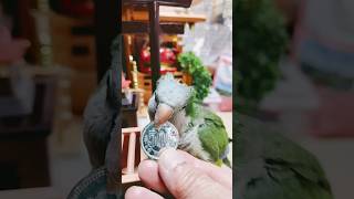 オキナインコ参拝して鐘鳴らしてお賽銭 #shortsfeed