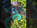 amazing village fishing videos fish fishing foryou viral trending