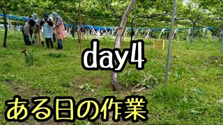 「ある日の作業」day4。農家の日常の1コマ