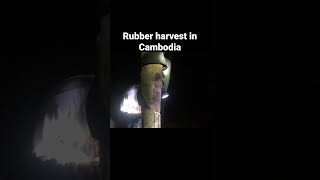 Rubber harvest in Cambodia,ការប្រមូលផលជ័រកៅស៊ូនៅក្នុងប្រទេសកម្ពុជា #Short#VideoShort