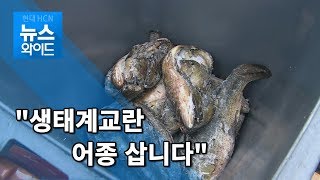 '생태계 교란' 외래어종 모두 잡아들여... / 대구경북 현대HCN