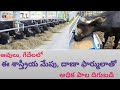 Latest Scientific Feeding and Feed formula for High Milk in Buffalo Cows Telugu | Dr. Madankumar Vet