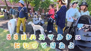 愛犬のミニチュアシュナウザーとワン友みんなで58ロハスマルシェに行ってみた🐶