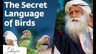 the secret language of birds | birds language | sadhguru latest videos | sadhguru videos | sadhguru