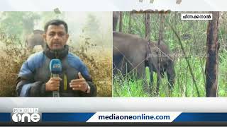 അരിക്കൊമ്പന്റെ അക്രമങ്ങൾക്ക് അറുതിയാകും; പ്രതീക്ഷയോടെ ശാന്തൻപാറ നിവാസികൾ