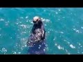 Baby Sea Otter Reunites With Her Worried Mom | The Dodo