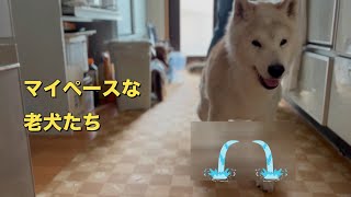 可愛い老犬たちの生活の一部分ですがこんな感じ（柴犬）（ダックスフンド）（多頭飼い）