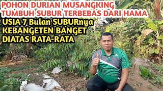 Pemberihan pupuk kohe kambing pada pohon durian jenis musangking usia tanam 7 bulan