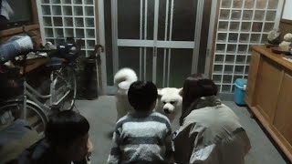 【秋田犬ゆうき】お兄ちゃんたちが遊びに来てくれて静かだった夜が一気ににぎやかになる【akita dog】