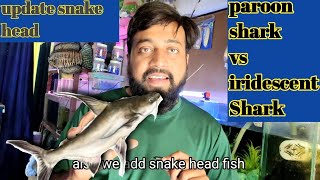 different between paroon shark and tiger shark add snake head fish in Shark fish tank