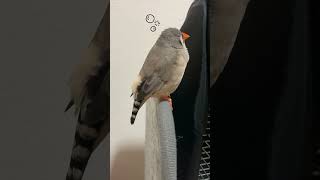 キンカチョウ｜眠いけどおうちには帰らない #shorts #zebrafinch