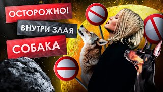 «Осторожно, внутри злая собака»