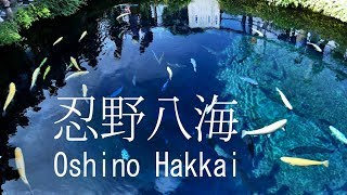 忍野八海 富士山の湧水池 Oshino Hakkai