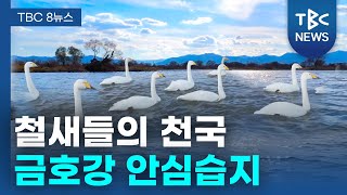 철새들의 천국 금호강 안심습지ㅣTBC영상뉴스