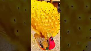 world's most expensive teri peacock #short #subscribe #youtubeshorts #trending #animal #foryou #yt