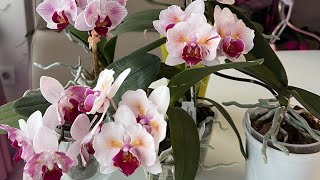 Цветут: Phal. PF 5017( 544). Phal. Little Gem Stripes  \u0026 5210. Phal.Popcorn. Phal.Pink flamingo